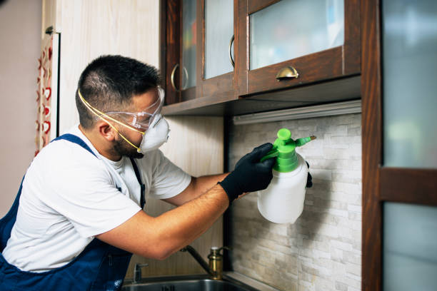 Best Wasp Removal Services  in Grove Hill, AL