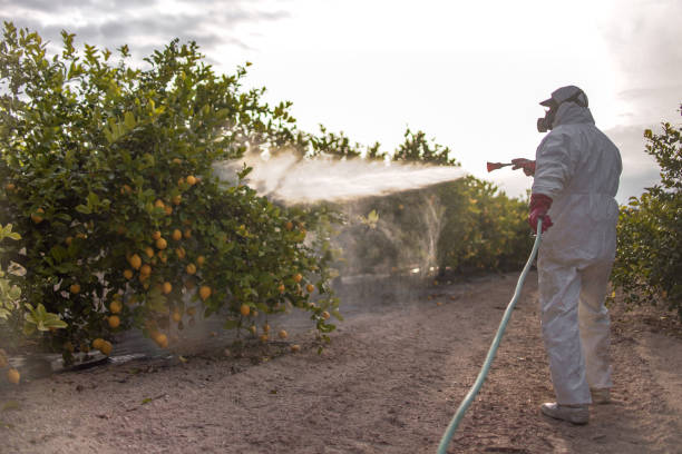 Best Local Pest Control Services  in Grove Hill, AL