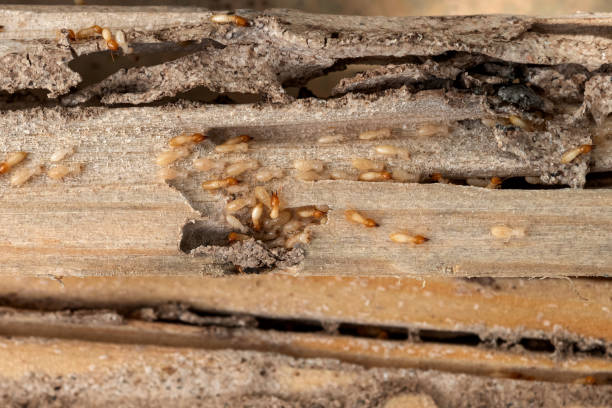 Trusted Grove Hill, AL Pest Control Experts